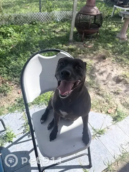 Lost Pitbull Lab Mix: Cartier Rd, WPB - photo