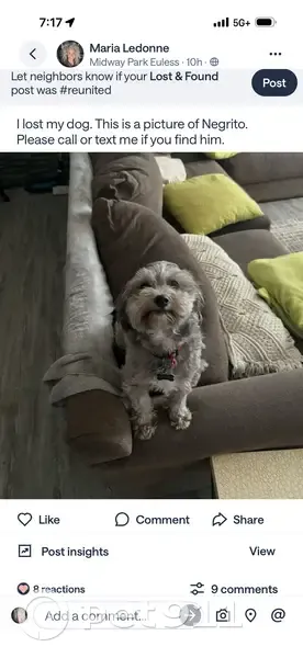 Help Find Negrito: Sweet Gray Dog Lost - photo