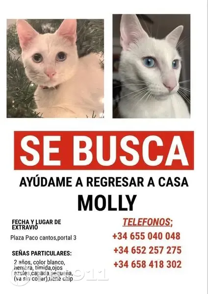 Se Busca: Gata Blanca, Ojos Azules en Marbella - photo