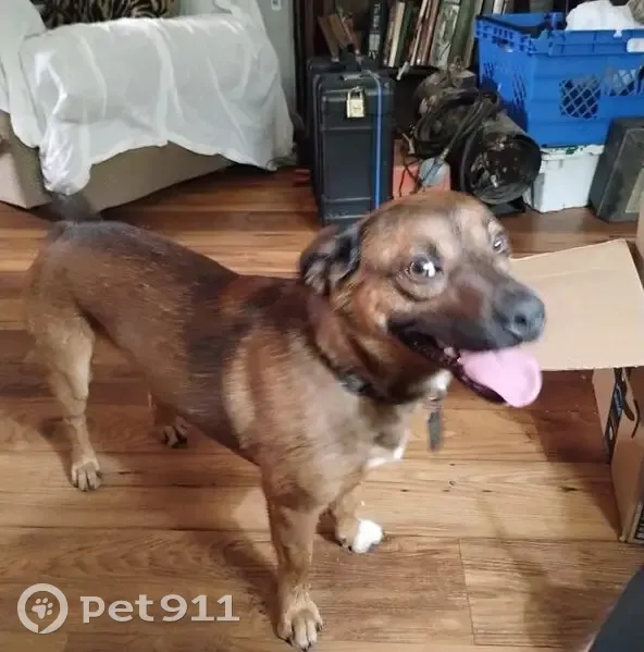 Lost Dog: Brown, Black & White in Tulsa - photo