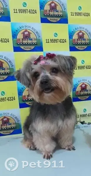 Cachorro perdido - photo