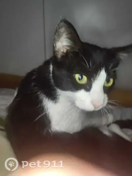 Se busca: Gata Oreo, negra y blanca, 3 años - photo