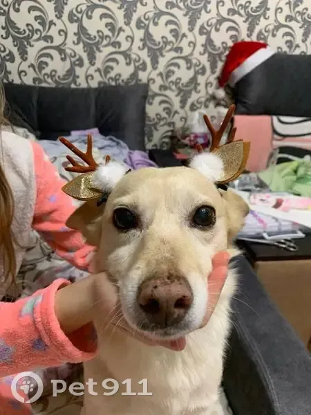 Зникла собака на Городоцькій, Львів - photo