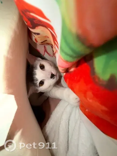 Lost Cat Prince: Help Find Him in Texas! - photo