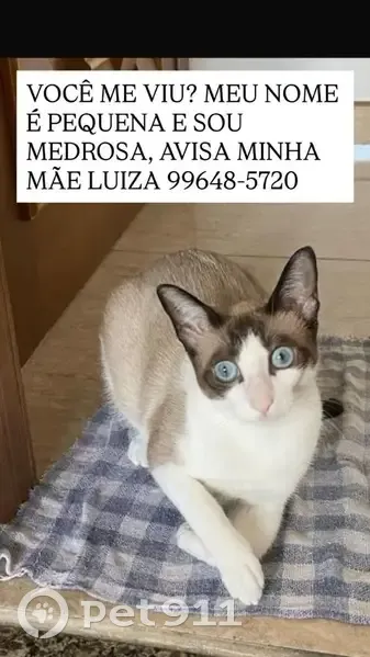 Gato desaparecido - photo