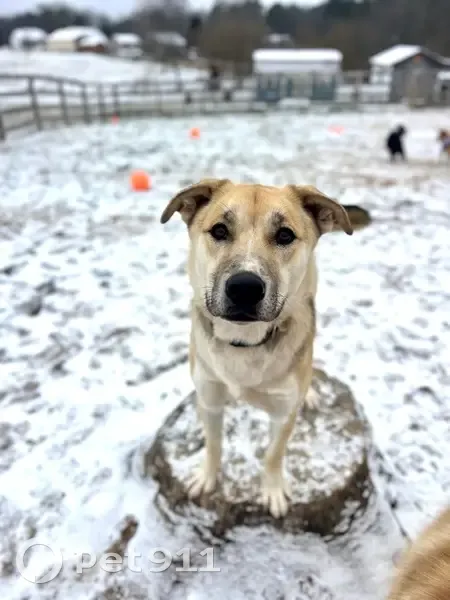 Lost Dog Shy: Sweet, Tri-Colored, Scared - photo