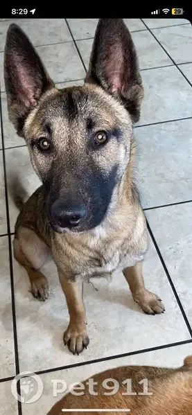 Lost Tan Dog: Black Snout, Scar on Head - photo