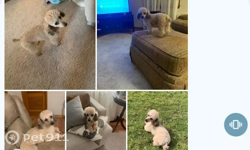 Lost Beige Poodle, 7, Alamo TN, Skyline Dr - photo