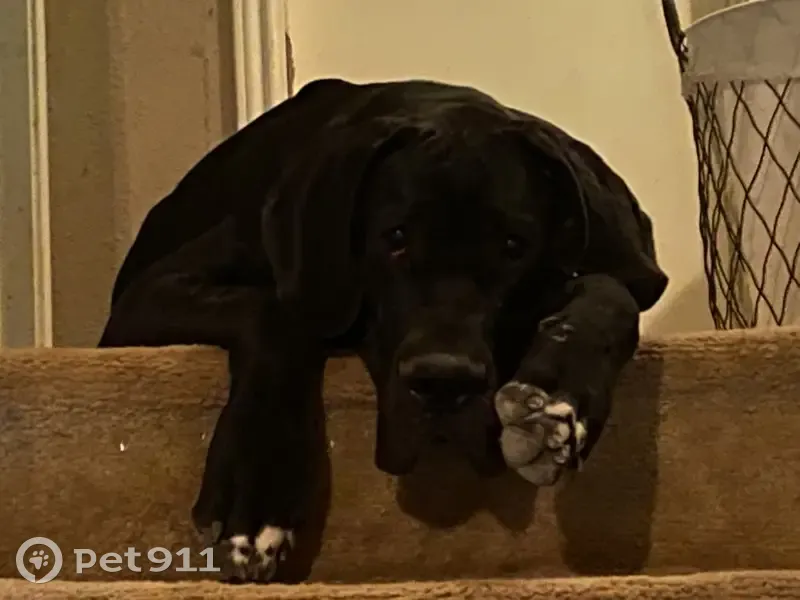 Lost Great Danes: Black & Merle in SA - photo