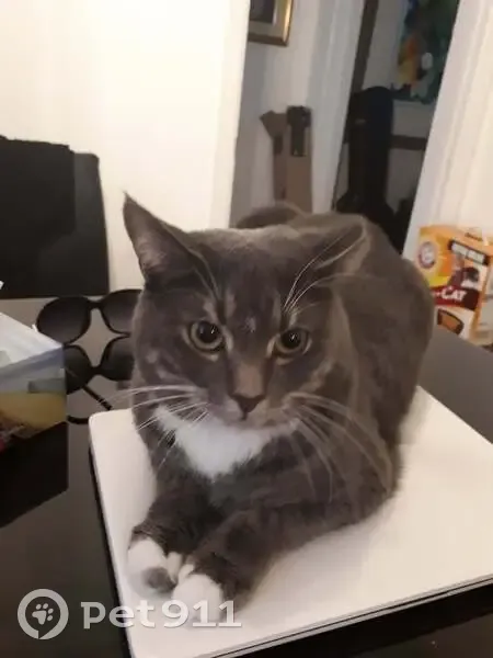 Help Find Tigger: Lost Cat in Scarborough - photo