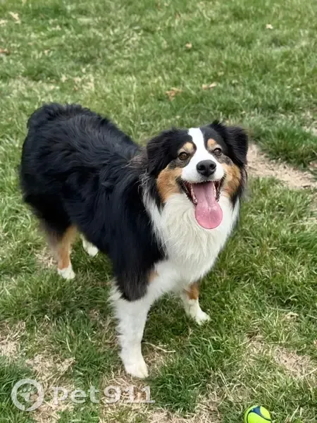 Lost Mini Aussie: Black & White in Raymore - photo