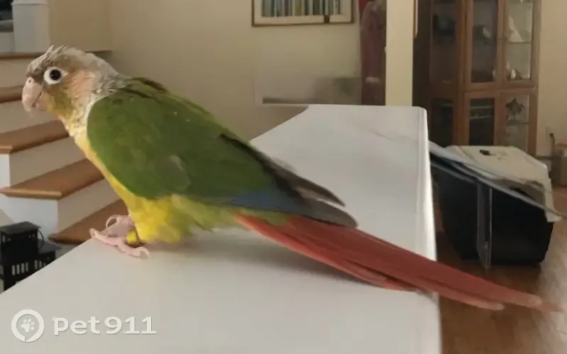 Lost Bird: Red Chest, Answers to Trixie - photo