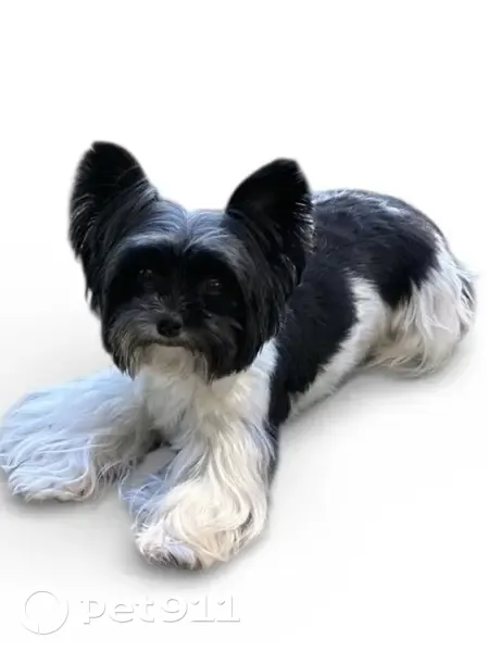 Help Find Oreo: Lost Near Dr. Phillips, FL - photo