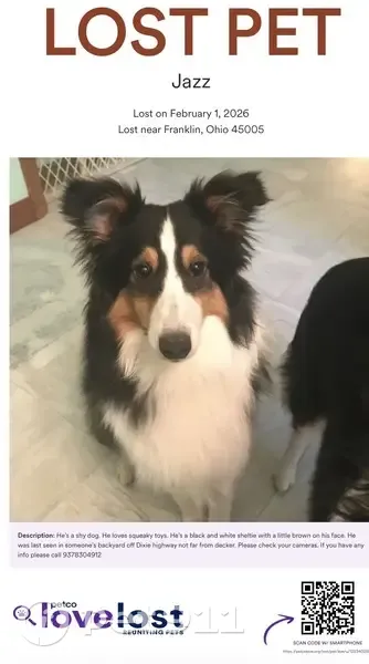 Lost Tri-Colored Sheltie on Decker Rd - photo