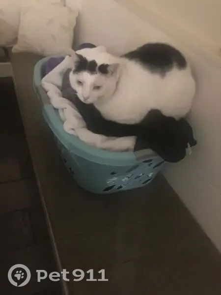 Lost 15-Year-Old Cat: White with Black Spots - photo