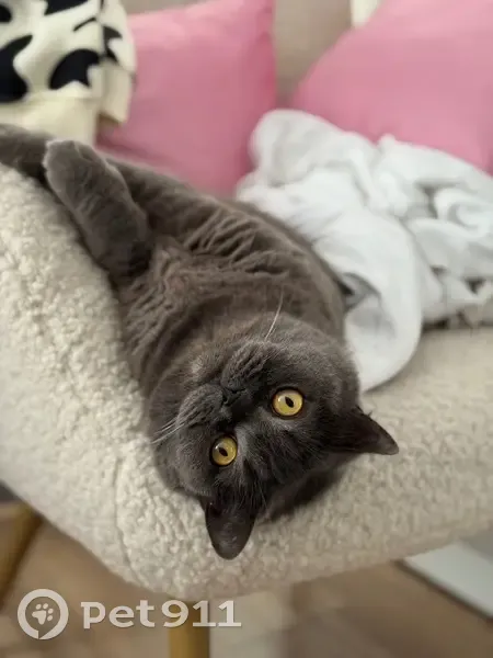 Зникла британська кішка на бульварі Руденка - photo