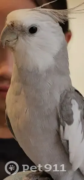 Lost Cockatiel in Balwyn North - Help! - photo