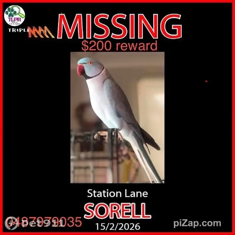 Lost Blue Parrot: Talks & Swears! - photo