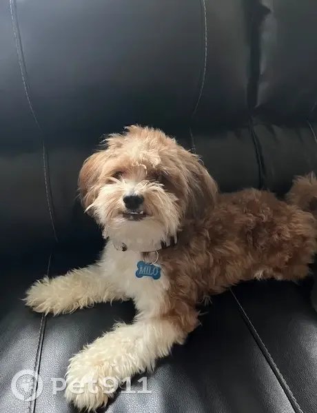 Lost Dog Near Taco Bell on Ringgold Rd - photo