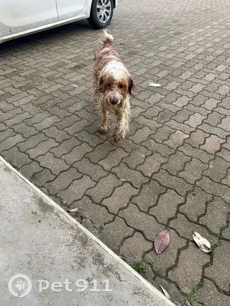 Chien perdu beige/marron à Riscle - photo