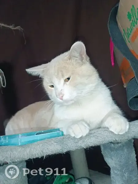 Gato Perdido en Zapopan: Café con Leche - photo