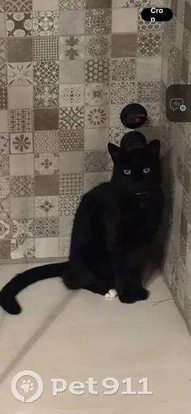 Gato Negro Perdido en La Eliana: Patas Blancas - photo