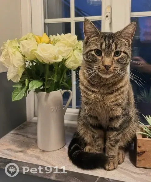 Lost Tabby Cat in Blacktown Gardens - photo