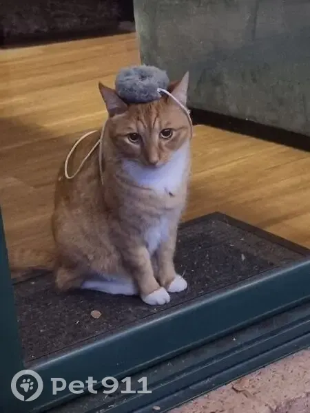 Lost Ginger Cat: White Chest & Boots - photo