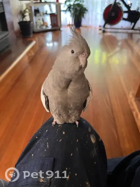 Lost Bird: Shoulder Perch, Angled Foot - photo