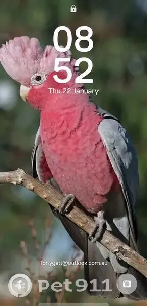 Lost Friendly Galah: Maxi in Wanneroo - photo
