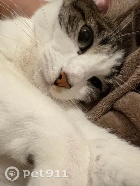 Chat gris tigré disparu à Taverny - photo