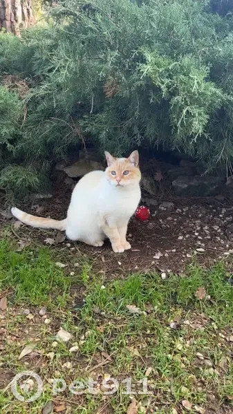 Chat beige/roux perdu, Mazan, yeux bleus - photo