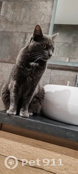 Chatte perdue, tâche blanche, Thury-en-Valois - photo