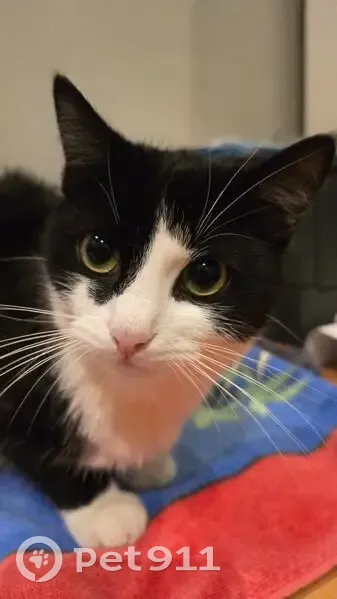Chatte disparue à Livry-Gargan - photo