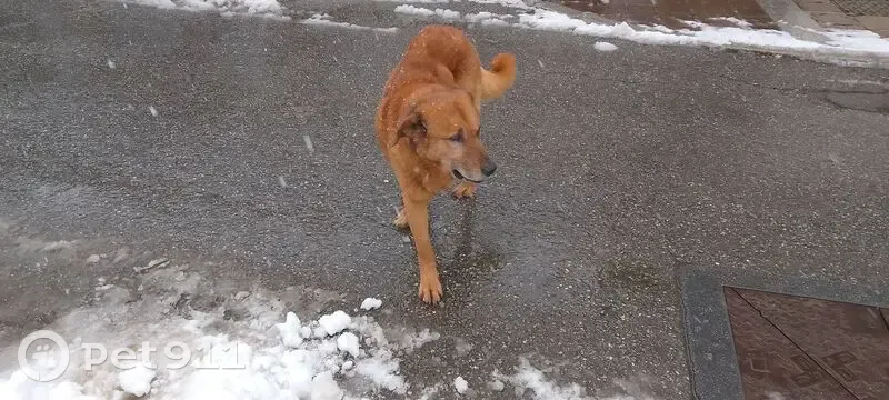 Chien trouvé, grand et affamé à Orcières - photo