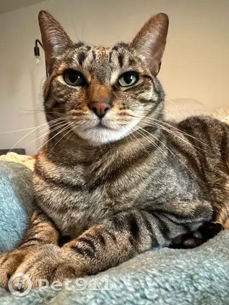 Help Find Kush: Skiddish Cat Missing! - photo