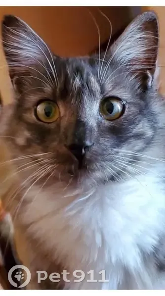 Lost Cat: Black & White, Green Eyes Found - photo