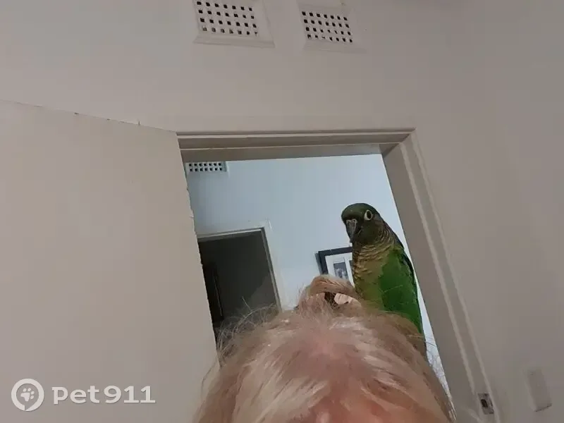 Lost Bird: Flew Away in Durban - photo