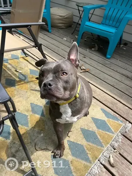 Missing: 3-Legged Grey Pitbull, Nashville - photo