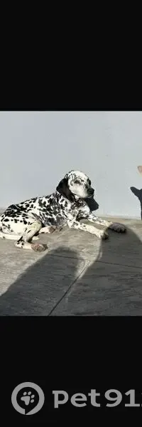 ¡Ayuda a Spot! Dálmata perdido en Maspujols - photo