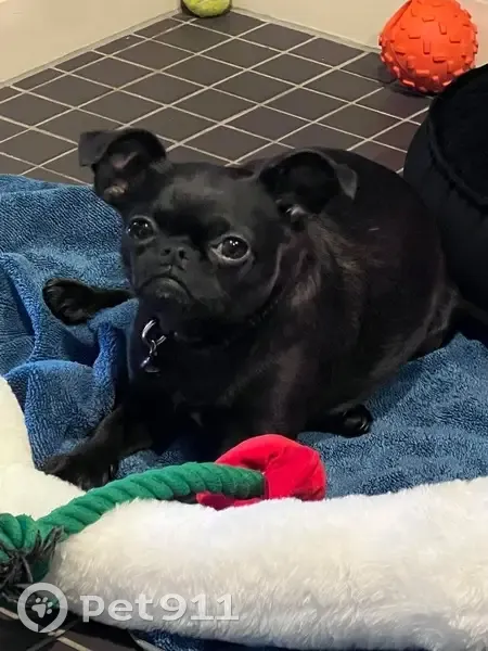 Lost Black Brussels Griffon in Melbourne - photo