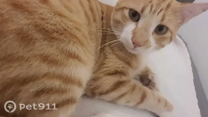 Chat perdu à Grabels : Akira, 5 ans, craintif - photo