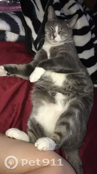 Lost Cat: Gray/White, Black Bell Collar - photo