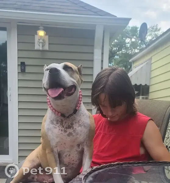 Help Find Ivy: Tan & White Pittie Lost - photo