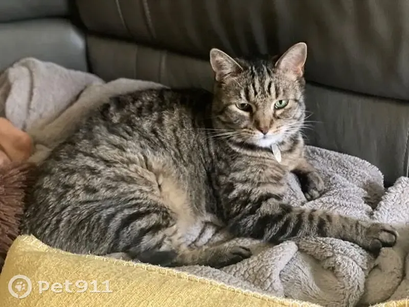 Lost Tabby Cat: Gray & Tan, Egg Harbor - photo