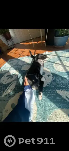 Tuxedo Cat Missing: Big Eyes & Socks - photo