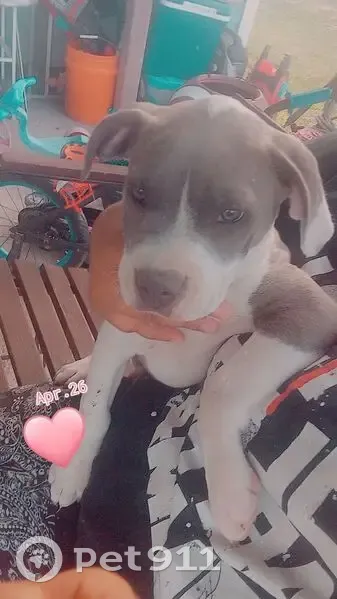 Missing Dog Queen in Peñitas: Help Needed! - photo