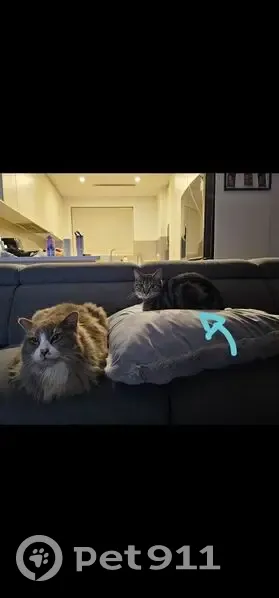 Lost Tabby: Friendly, Blue Collar, Canada Bay - photo