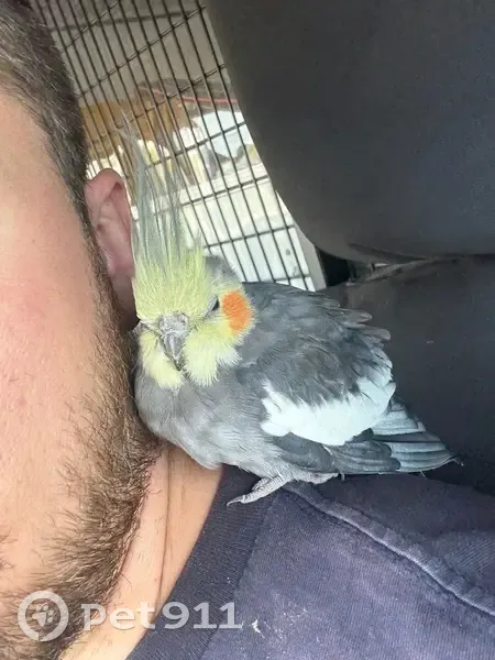 Lost Cockatiel Found in Largs Bay - photo
