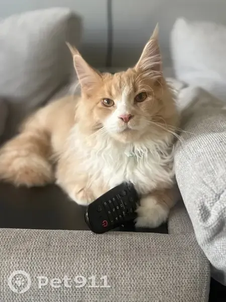 Fluffy Maine Coon Missing in Tea Tree Gully - photo